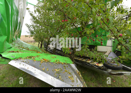 Apple Ernte auf einer Plantage, Harvester für Automatisierung Stockfoto