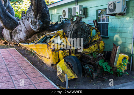 Alten, verlassenen Schulbus unter Baumstamm in botanischen Garten, Roseau, Dominica Stockfoto