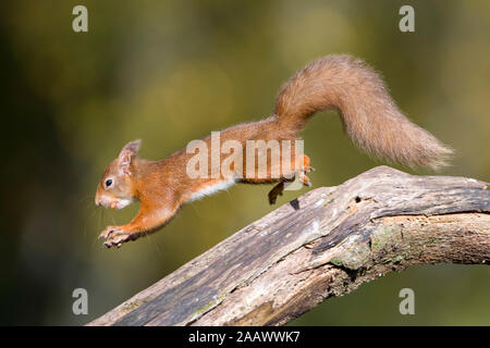 Springen Eichhörnchen carrrying Mutter im Mund Stockfoto