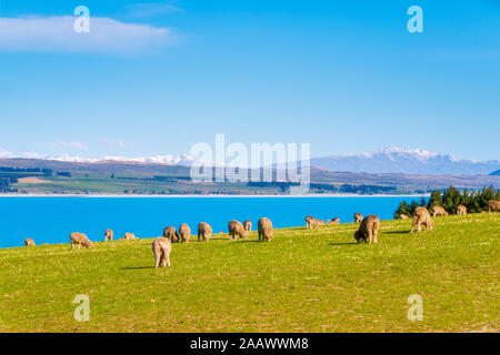 Neuseeland, Südinsel, Herde von Merino Schafe weiden vor Lake Pukaki Stockfoto