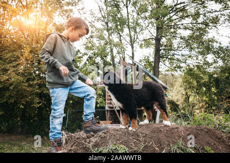 Junge spielt mit seinem Berner Sennenhund im Garten Stockfoto