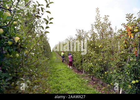 Mähdrescher bei der Arbeit auf einer Obstplantage, ernten Äpfel Stockfoto