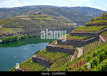 Portugal, Douro Tal, terrassierten Weinberg mit Blick auf den Fluss Douro Stockfoto