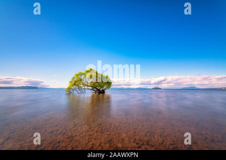 Baum im Lake Taupo, Südinsel, Neuseeland Stockfoto
