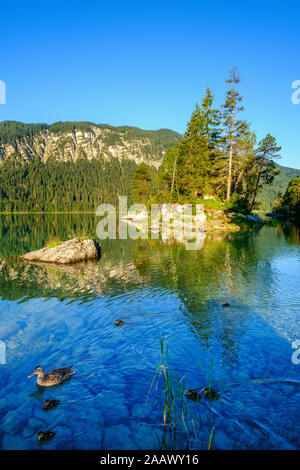 Stockente schwimmen mit junge Vögel am Eibsee, Grainau, Werdenfelser Land, Oberbayern, Bayern, Deutschland Stockfoto