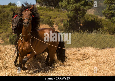 Pferde reiten Stockfoto