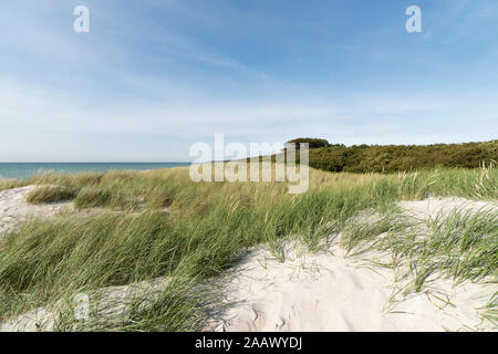 Pflanzen an Land vom Meer gegen Himmel während sonniger Tag, Darss, Deutschland Stockfoto