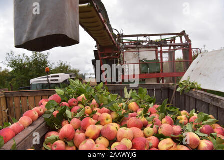 Apple Ernte auf einer Plantage, Harvester für Automatisierung Stockfoto
