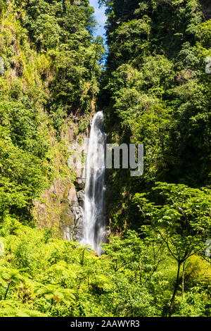 Malerischer Blick auf den Trafalgar Wasserfälle inmitten der Bäume am Morne Trois Pitons Nationalpark, Dominica, Karibik Stockfoto
