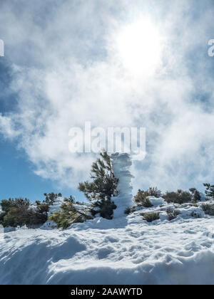 Schnee, Frost und Nebel Stockfoto