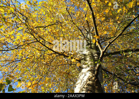 Auf der Suche nach oben durch einen silbernen Birke (Betula pendula) von unten, mit schönen gelben Blätter und die Farben des Herbstes. Lebendige Herbst Natur Hintergrund. Stockfoto