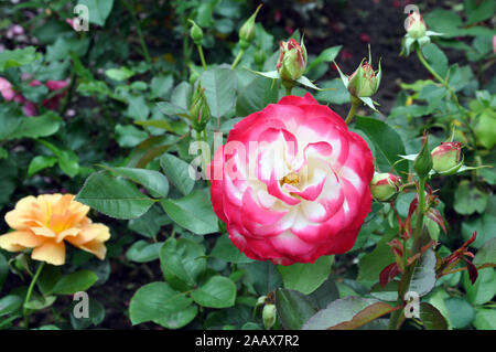 Red Rose Blume blühen in Rosen Garten Stockfoto