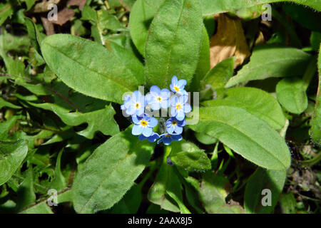 Myosotis arvensis (Feld Forget-me-not) ist häufig in trockenen Lebensräumen und landwirtschaftlicher Böden gefunden und in ganz Europa verbreitet. Stockfoto