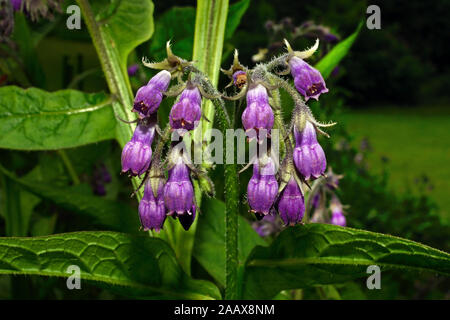 Beinwell (Symphytum officinale) ist heimisch in Europa, wo es in feuchten, grasigen Orten growes. Stockfoto