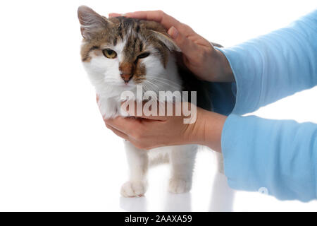 Tiergestützte Therapie mit der Katze - ganz nah auf der Hand, dass die Katze streicheln Stockfoto