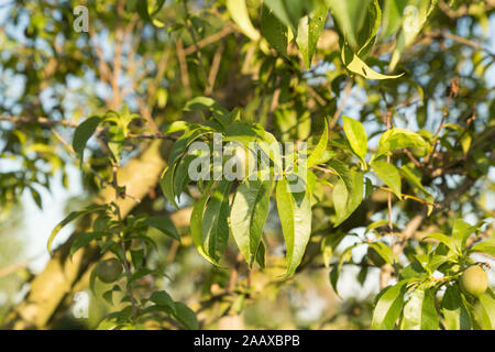 Unreifer Pfirsich auf dem Ast im Garten in der Landschaft Stockfoto