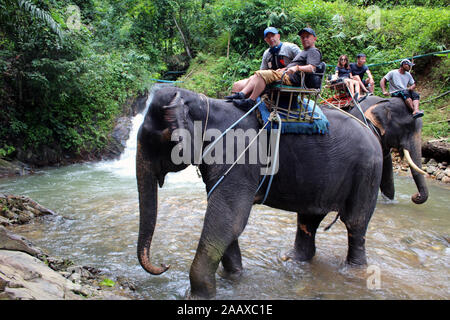 Elephant Trekking in Phang Nga Nationalpark Thailand Stockfoto