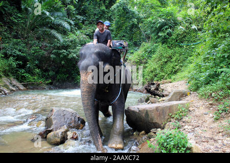 Elephant Trekking in Phang Nga Nationalpark Thailand Stockfoto