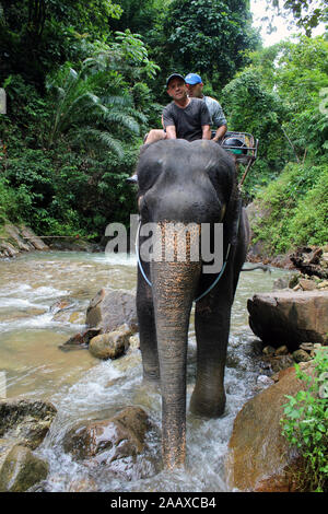 Elephant Trekking in Phang Nga Nationalpark Thailand Stockfoto