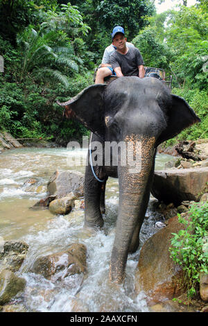 Elephant Trekking in Phang Nga Nationalpark Thailand Stockfoto