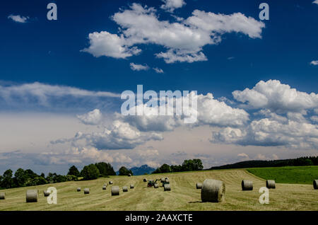 Der Prozess, in dem Heu stetig verändert. Von der ältesten Methoden, Schneiden von Gras mit einer Sense an den Traktor-Prozesse. Stockfoto