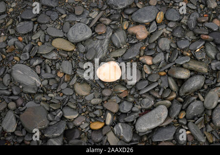 Nasse schwarze Steine am Strand mit weißem Stein in der Mitte markiert. Stockfoto