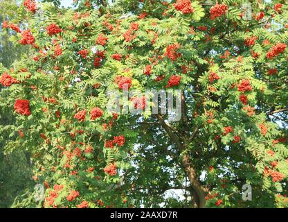 Ebereschenbeere mit Blätter auf Himmelshintergrund Stockfoto