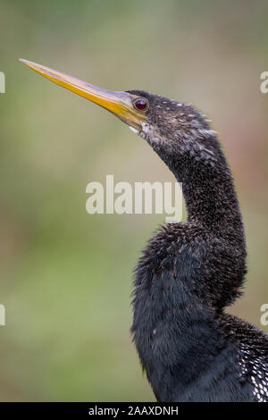 Ein Portrait eines anhinga Stockfoto