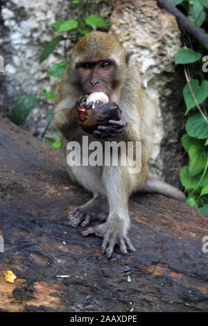 Affe Essen der Frucht in der Phang Nga Nationalpark Thailand Stockfoto