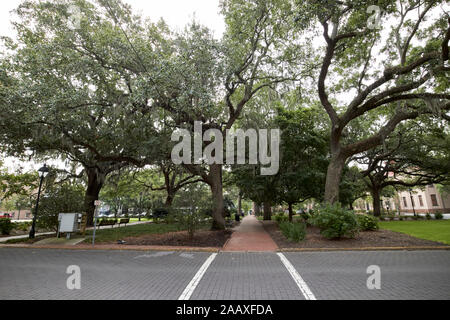 Spanische Moos bedeckt Eichen in Calhoun Square Savannah Georgia USA Stockfoto