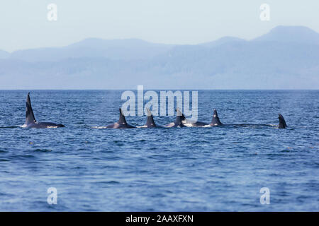 Schwertwale pod in British Columbia, Kanada Stockfoto