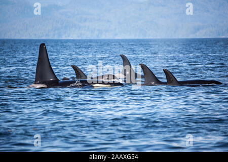 Schwertwale pod in British Columbia, Kanada Stockfoto