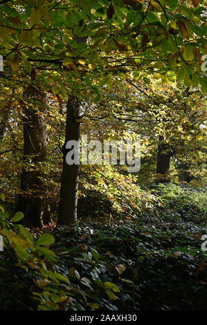 Foots Cray Wiesen, Foots Cray, Nr Sidcup, Kent. Großbritannien Stockfoto