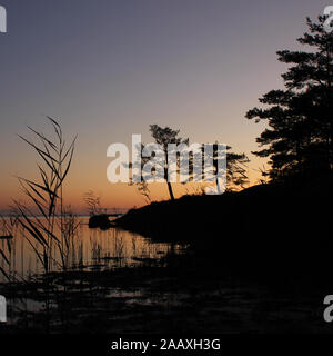 Silhouetten von Bäumen und Pflanzen am Ufer des Sees Vanern. Stockfoto