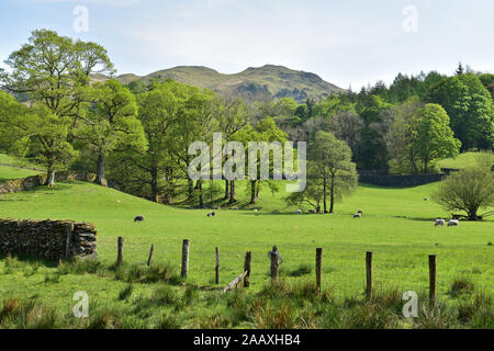 Great Langdale in der Nähe von Elterwater, Cumbria Stockfoto