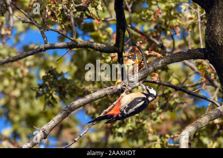 Buntspecht (Dendrocopos major) kopfüber auf einem Zweig. Stockfoto