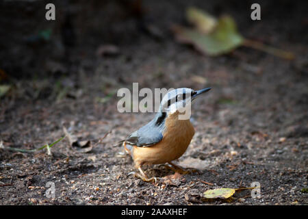 Eurasischen Kleiber (Sitta europaea) auf dem Boden sitzend. Stockfoto