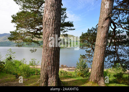 Blick nach Westen über Derwent Water, durch Bäume, Cumbria Stockfoto