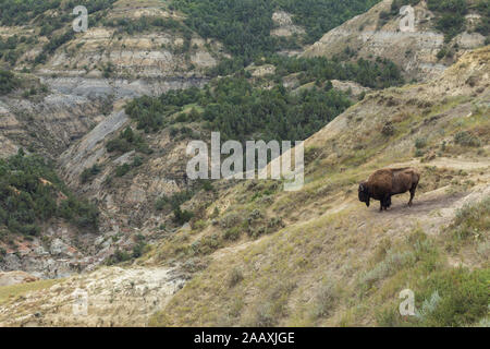 Ein Büffel in die Badlands von North Dakota Stockfoto