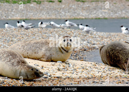 Graue Dichtungen mit schwarzer Spitze Möwen in Norfolk, England Stockfoto