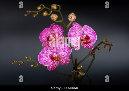 Lila Orchideen mit Knospen an einem grauen Farbverlauf Hintergrund Stockfoto