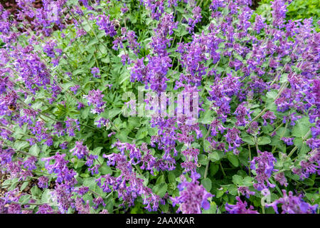 Katzenminze Nepeta x faassenii 'Felix' Stockfoto