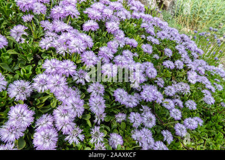 Globularia-Klumpen Globularia meridionalis Stockfoto