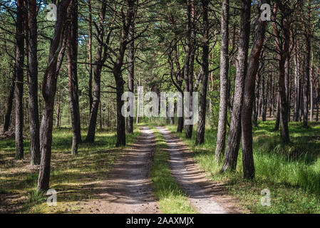 Wald Straße zwischen Pogorzelica und Mrzezyno Dörfer in Gryfice Grafschaft in der Woiwodschaft Westpommern in Polen Stockfoto