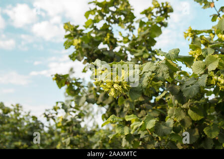 Haselnuss unreif auf dem Busch mit grünen Haselnussblättern Stockfoto