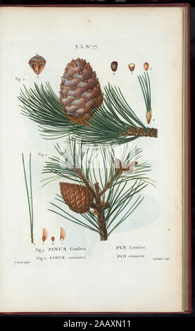 Abb. Pinus cembra-Pin cembro Abb. 2 Pinus resinosa-Pin résineux (Zirbe, Zirbelkiefer - Red Pine) "Rédigé par Mm. Veillard, Jaume-Saint-Hilaire, Mirbel, Poiret, et par M. Loiseleur-Deslongchamps continuâe." Vol. 1 engr. t.p. und halb-Titel. Vol.2 hat edition Erklärung: Nouv. Âed., augm.de plus de moitié pour le Nombre des espáeces... avec des Zahlen d'après les Dessins de P.-J. Redouté... Vol.2-5 haben Impressum: Paris: Michel. Vol.5 Titel: Nouveau Duhamel, ou, "Traité des Arbres et arbustes que l'on cultive en France/rédigé par G.-L.-A. Geschichte Deslongchamps, ein Stockfoto