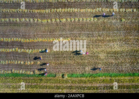 Luftbild des Bauern, der Reis auf Dem Ngo Son Rice Field, Gia Lai, Vietnam erntet. Lizenzpflichtige, hochwertige, kostenlose Stock-Bild-Landschaft von Terrassenreisfeldern Stockfoto