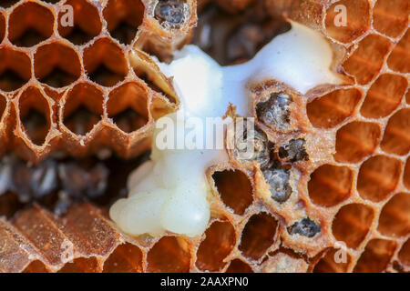 Makro Foto des offenen Zelle auf der Wabe. Nahaufnahme von Hexagon Kammern mit Bienen im Inneren. Hintergrund Textur und Muster von Wachs Waben Stockfoto