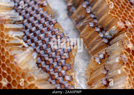 Makro Foto von geschlossenen Zelle auf der Wabe. In der Nähe der architektonischen Struktur der Hexagon Kammern. Erstaunliche Perfektion der Biene Konstruktion. Hintergrund. Stockfoto