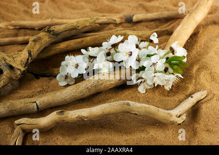 Spring Blossom Zweig der Kirschbaum auf Reisig: Kleine getrocknet Sticks am Strand sand, Kopieren, closeu Stockfoto